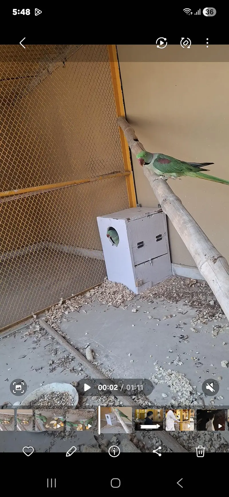 raw parrot pair vip. lagawa. — photo 2