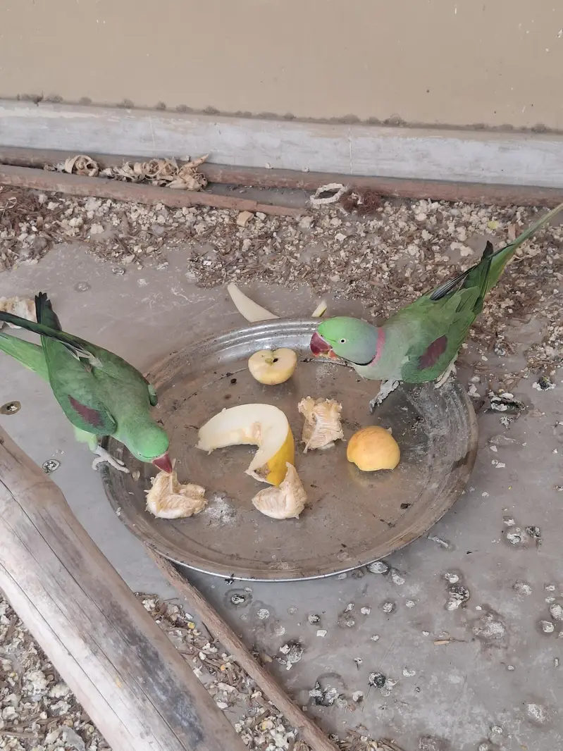 raw parrot pair vip. lagawa. — photo 4