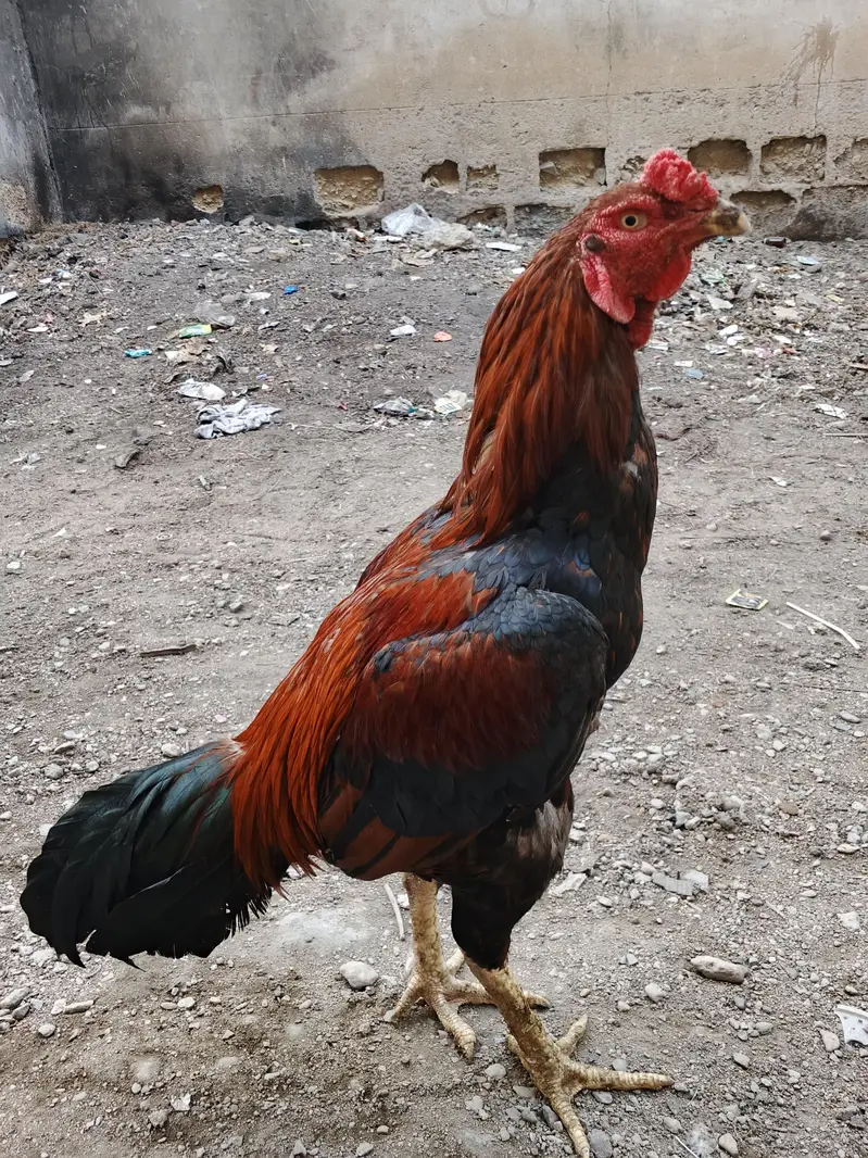 Sindhi Aseel double body full size — photo 3