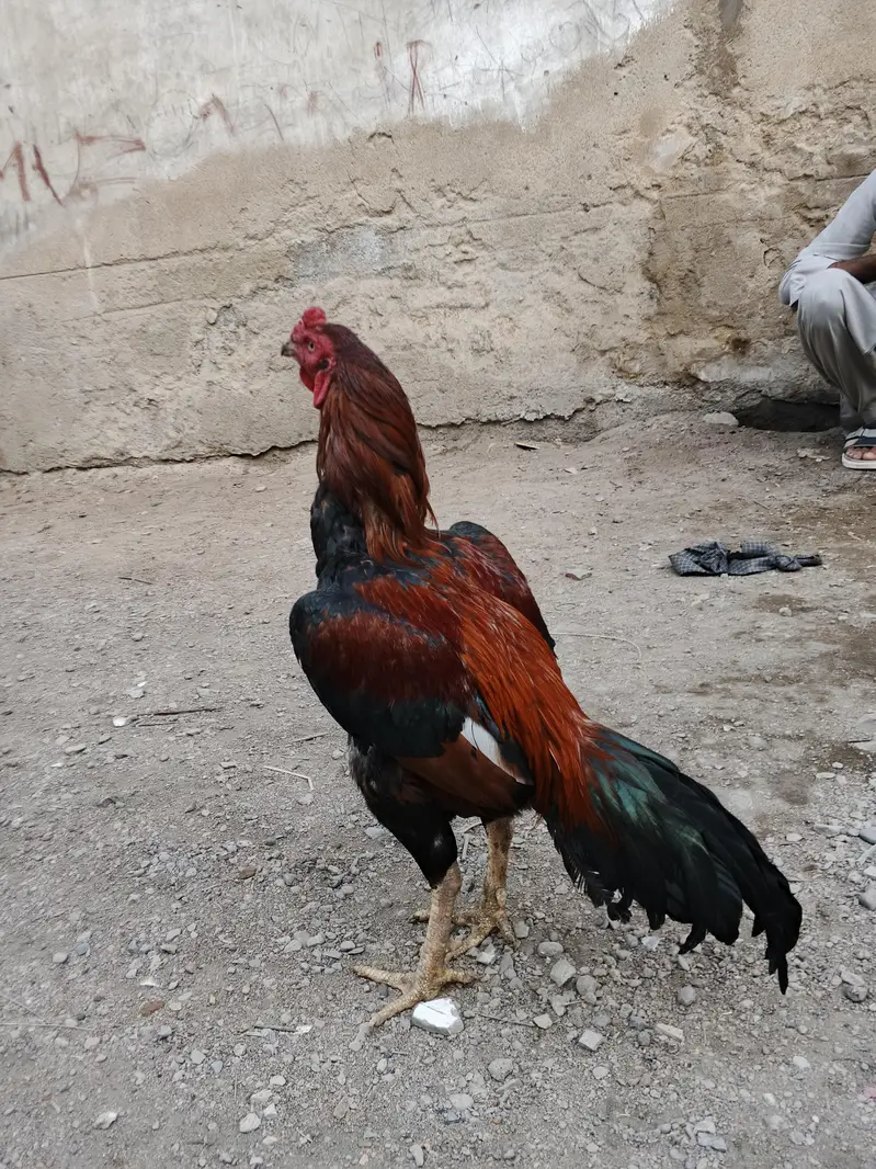 Sindhi Aseel double body full size — photo 5