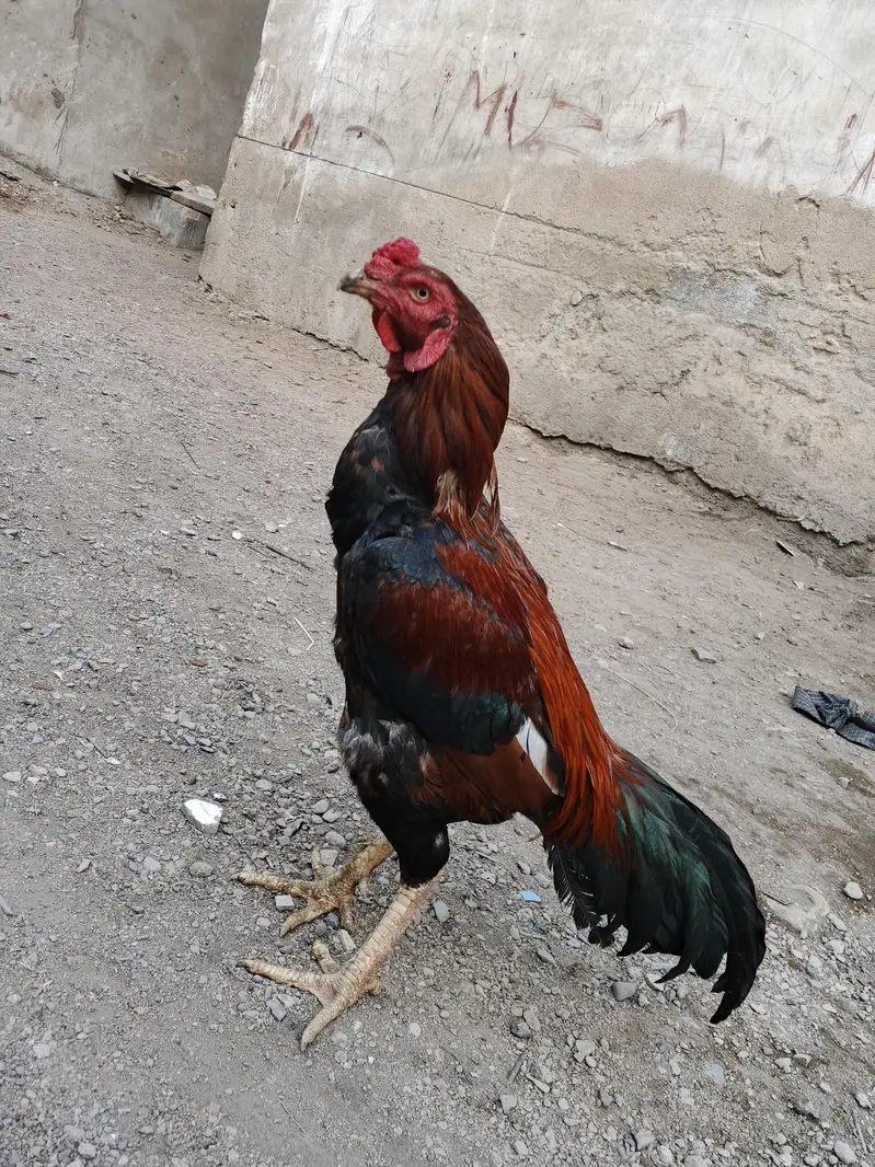 Sindhi Aseel double body full size — photo 6