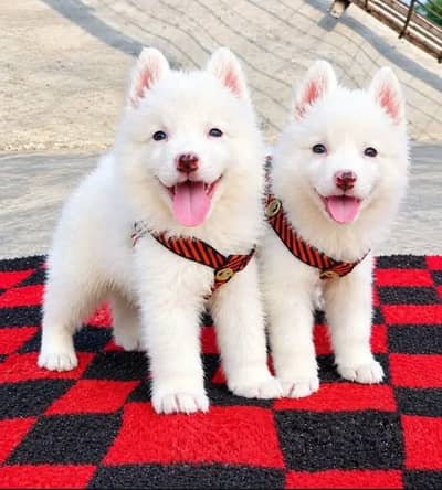 Russian puppies are available single puppy 7000 pair 14000
