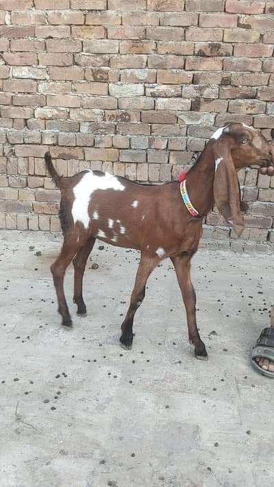 nagari bakri urgent sale