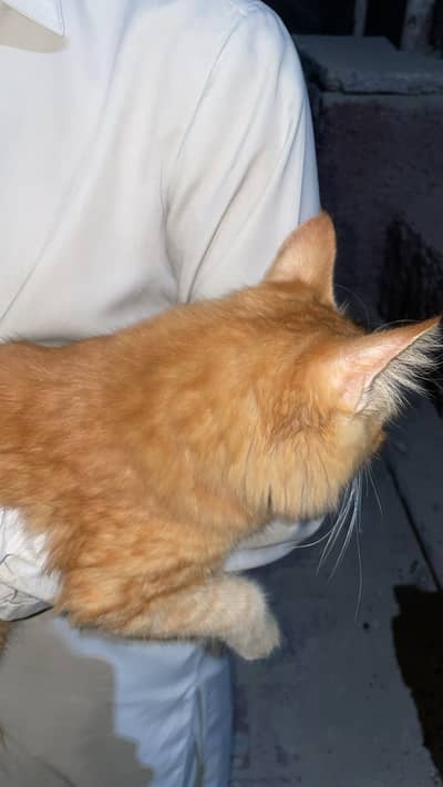Ginger Persian cat house cat full friendly behaviour 