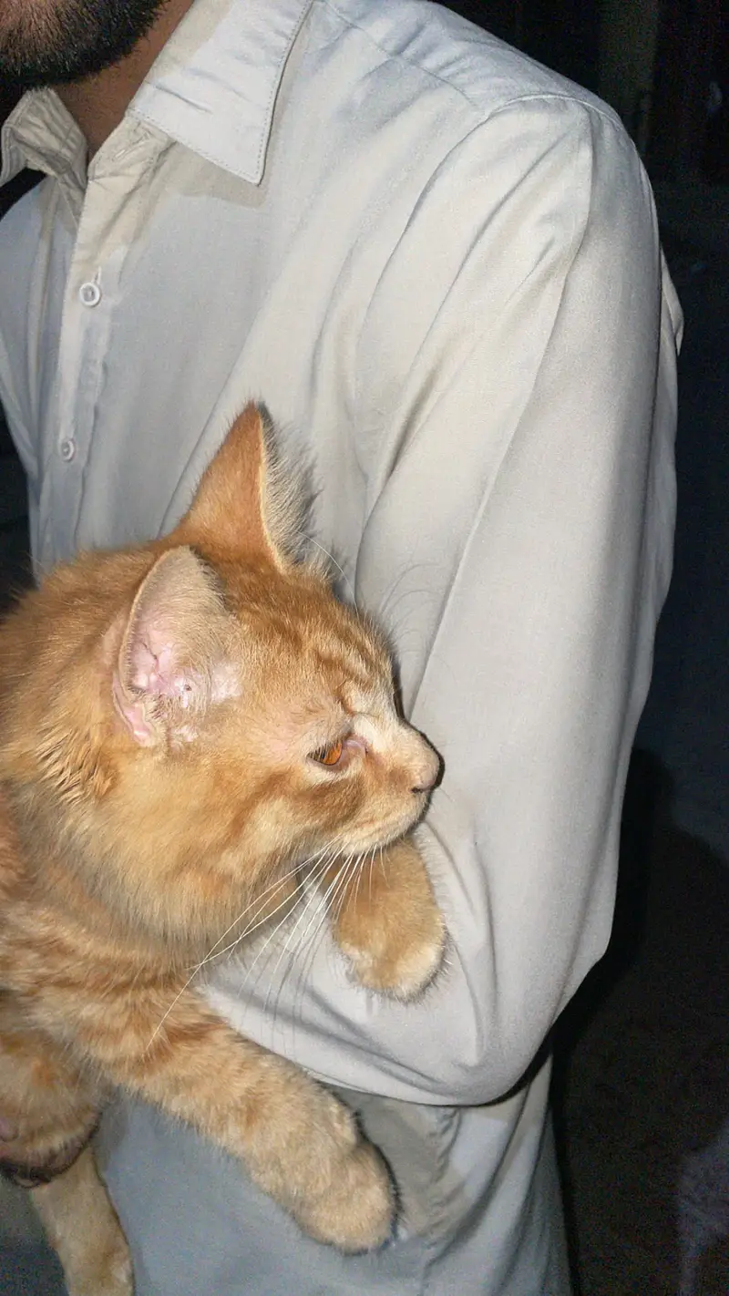 Ginger Persian cat house cat full friendly behaviour  — photo 2