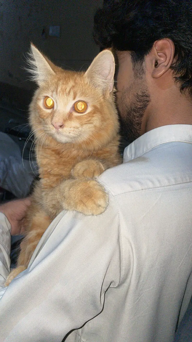 Ginger Persian cat house cat full friendly behaviour  — photo 3