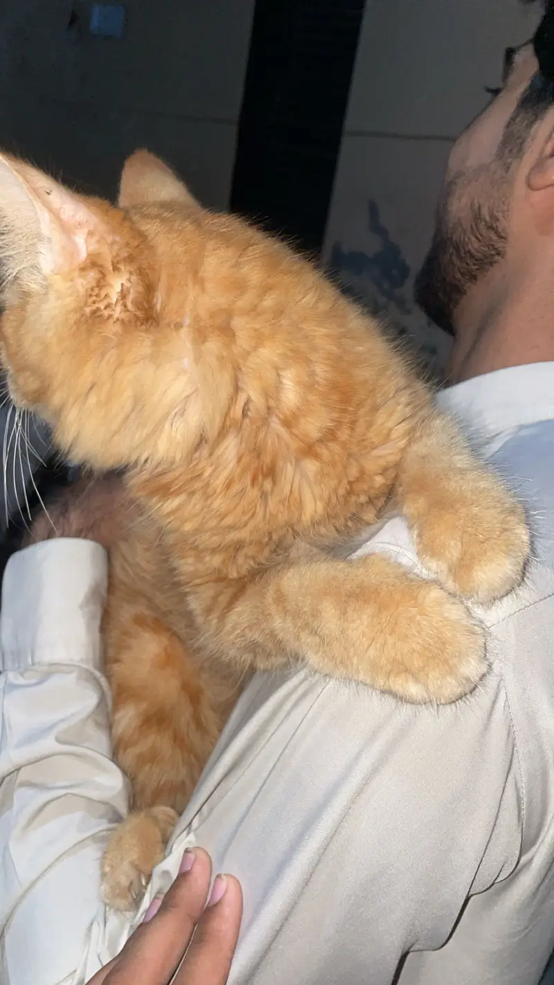 Ginger Persian cat house cat full friendly behaviour  — photo 4