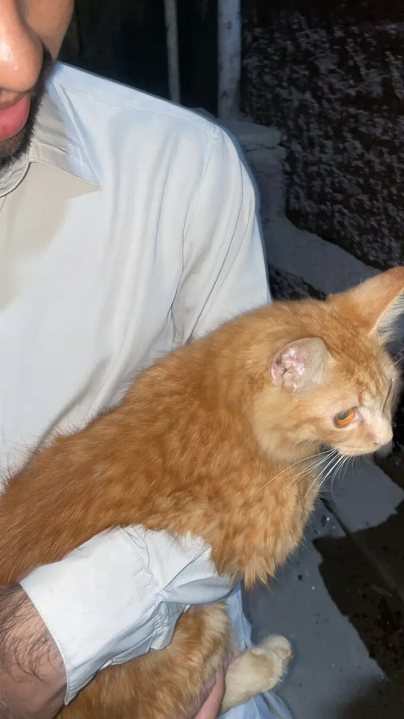 Ginger Persian cat house cat full friendly behaviour  — photo 5