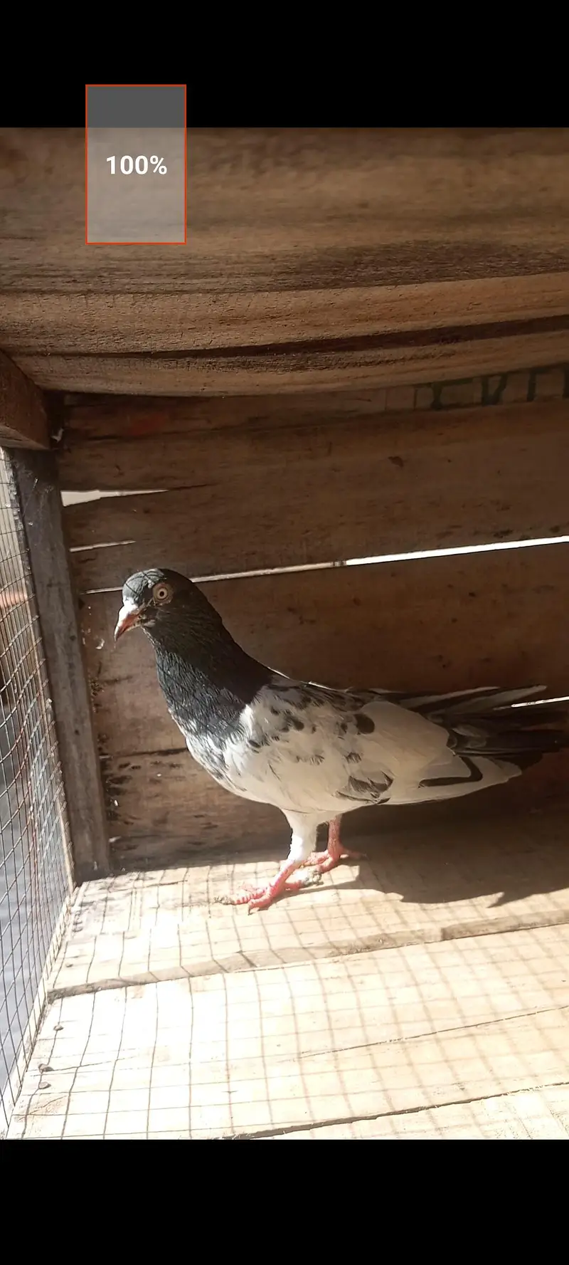 Teddy Orignal Boski ankh ka — photo 4