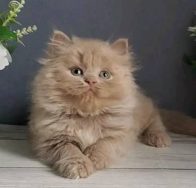 Cat | kittens | Persian | 3 Cote | Fluffy Wtsp msg 03Í2*67*62*Ö31%