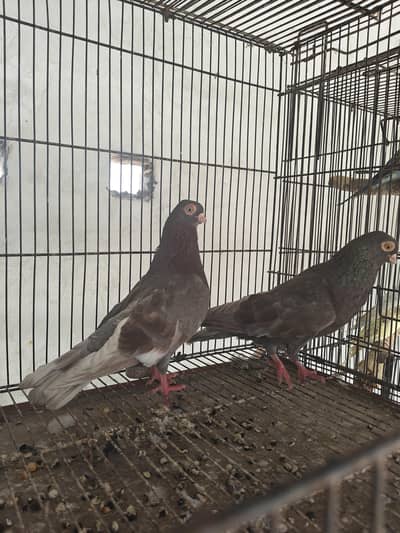 Fancy pigeons