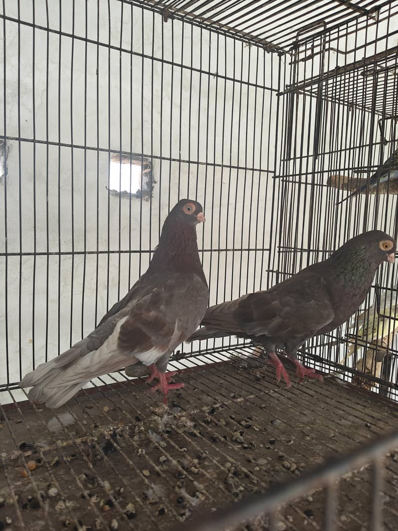 Fancy pigeons 0