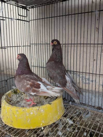 Fancy pigeons