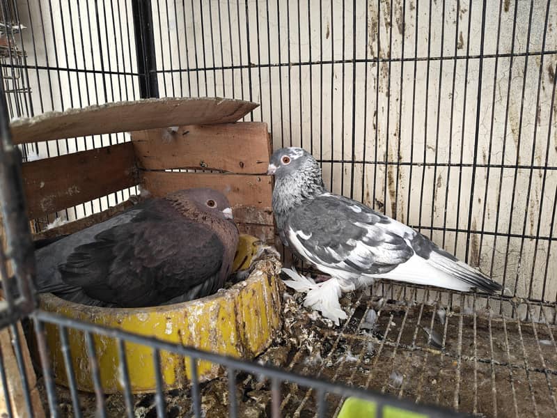 Fancy pigeons 2