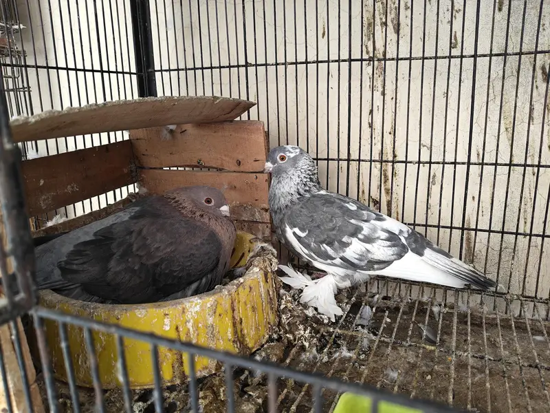 Fancy pigeons — photo 3