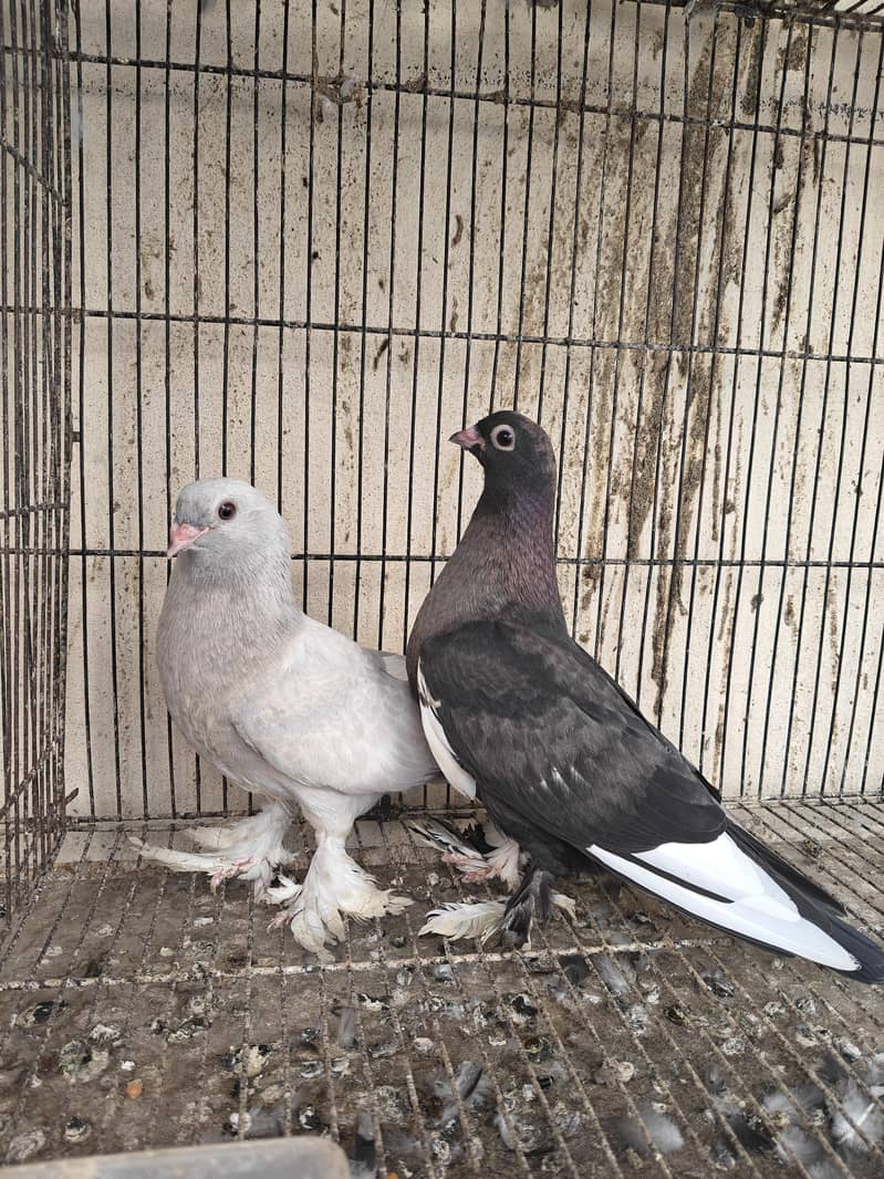 Fancy pigeons 3