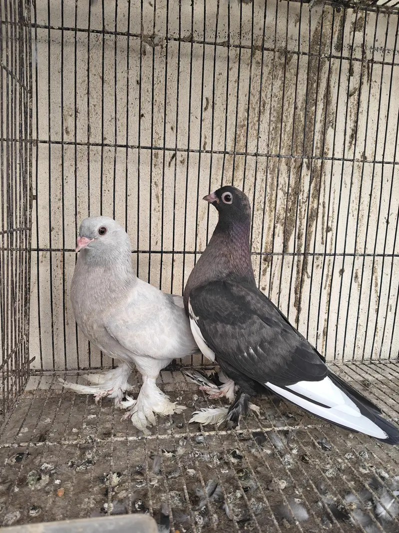 Fancy pigeons — photo 4