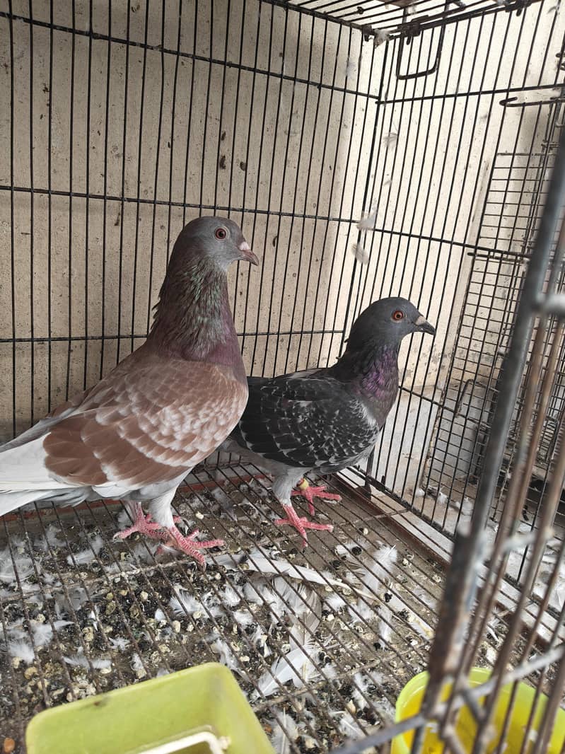 Fancy pigeons 4