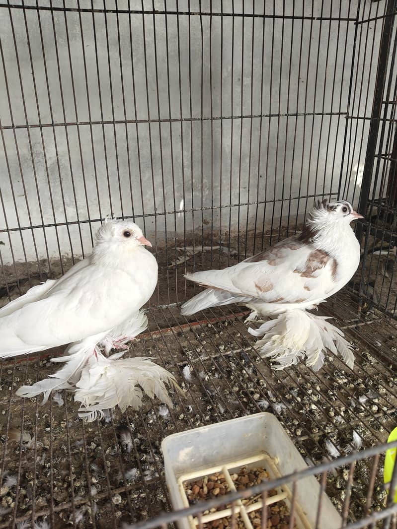 Fancy pigeons 5