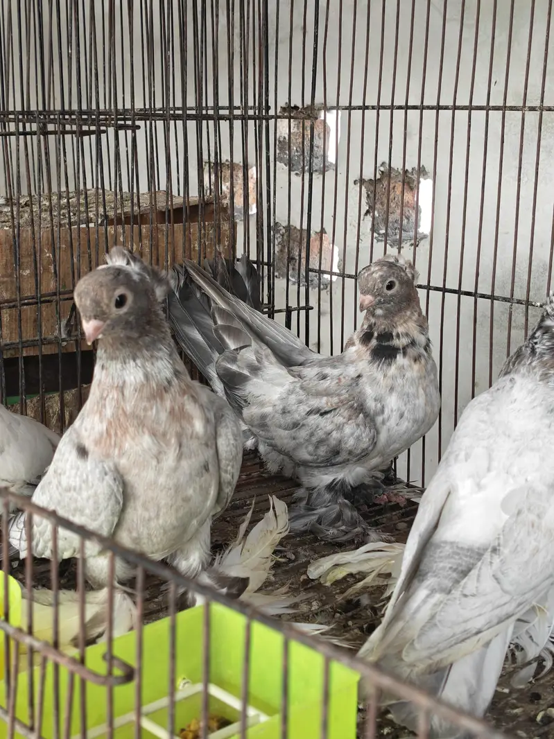Fancy pigeons — photo 7