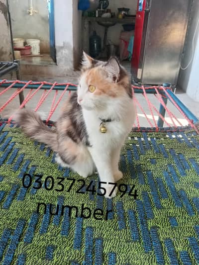 sweet cat