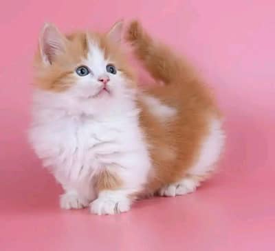 Cat | kittens | Persian | 3 Cote | Fluffy Wtsp msg 03Í2*67*62*Ö31%