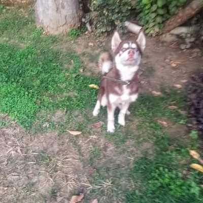 Siberian husky| Male Puppy| Wooly coat|