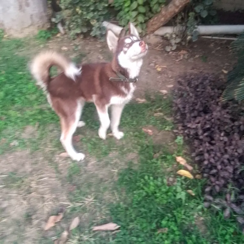 Siberian husky| Male Puppy| Wooly coat| — photo 3
