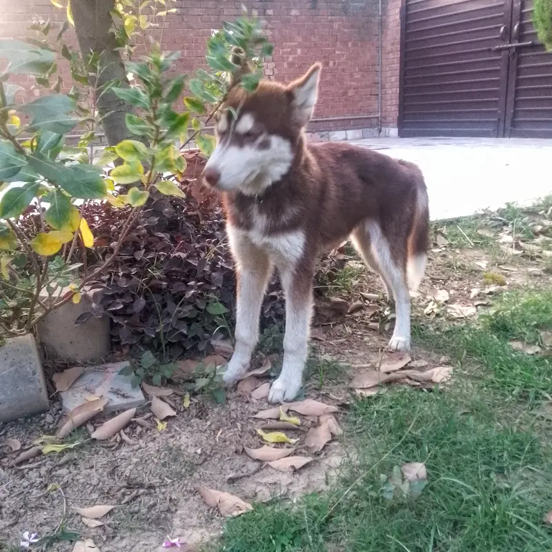 Siberian husky| Male Puppy| Wooly coat| — photo 5