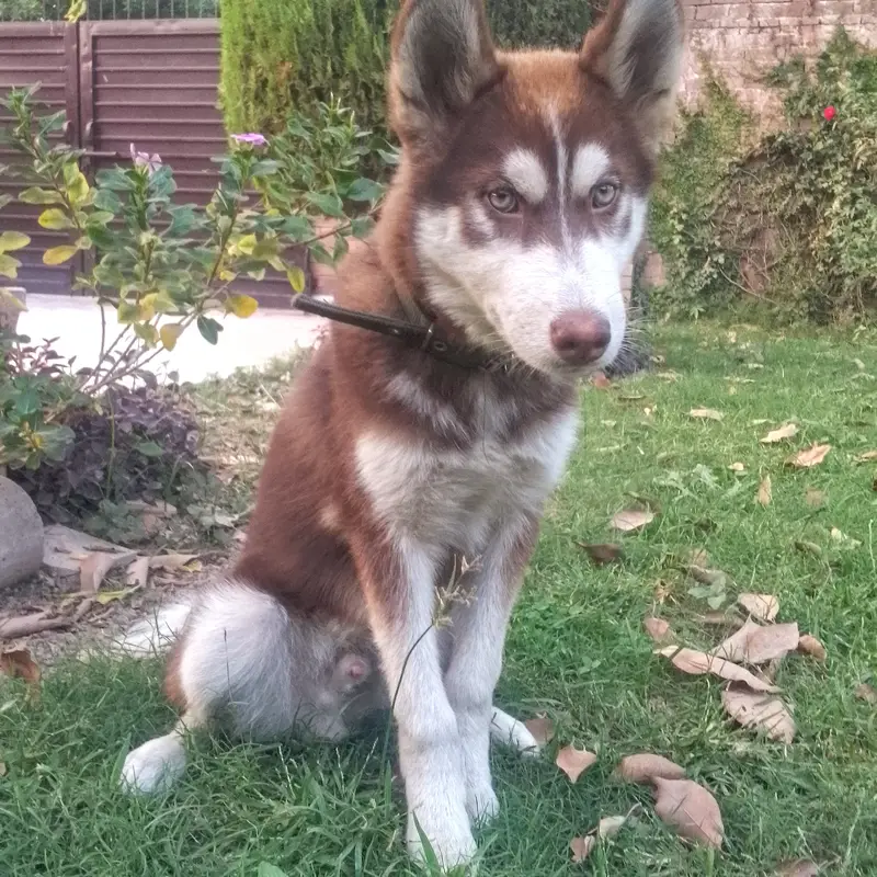 Siberian husky| Male Puppy| Wooly coat| — photo 7