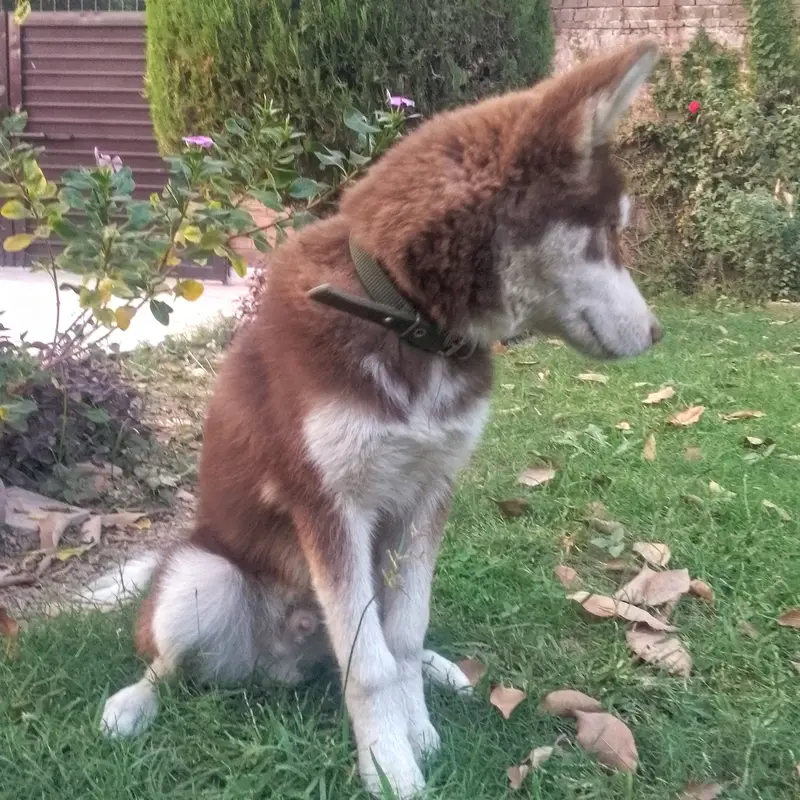 Siberian husky| Male Puppy| Wooly coat| — photo 8