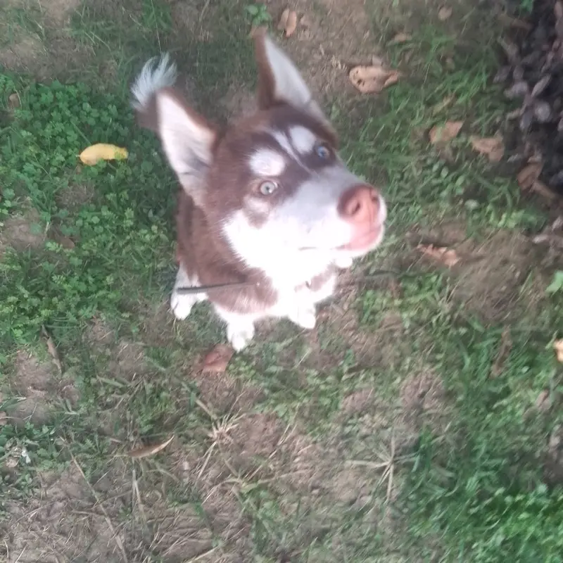 Siberian husky| Male Puppy| Wooly coat| — photo 9