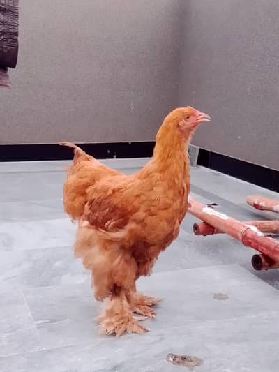 golden buff hen