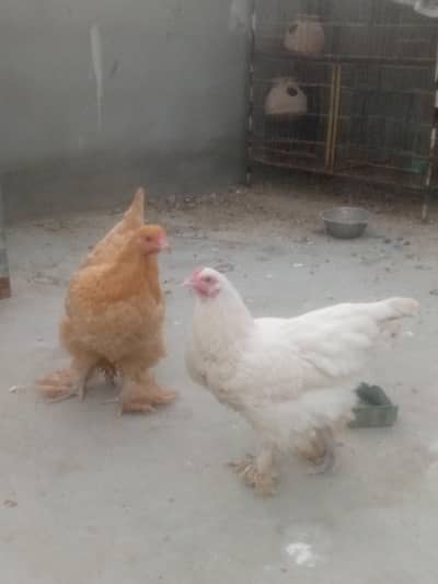 Golden Buff Urgent Sale