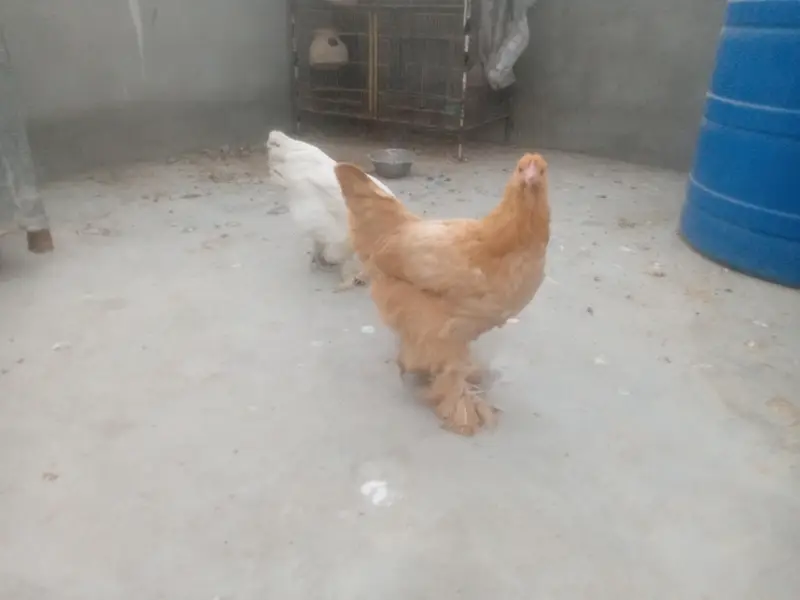 Golden Buff Urgent Sale — photo 2