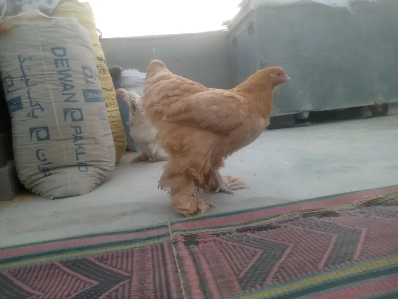 Golden Buff Urgent Sale — photo 3