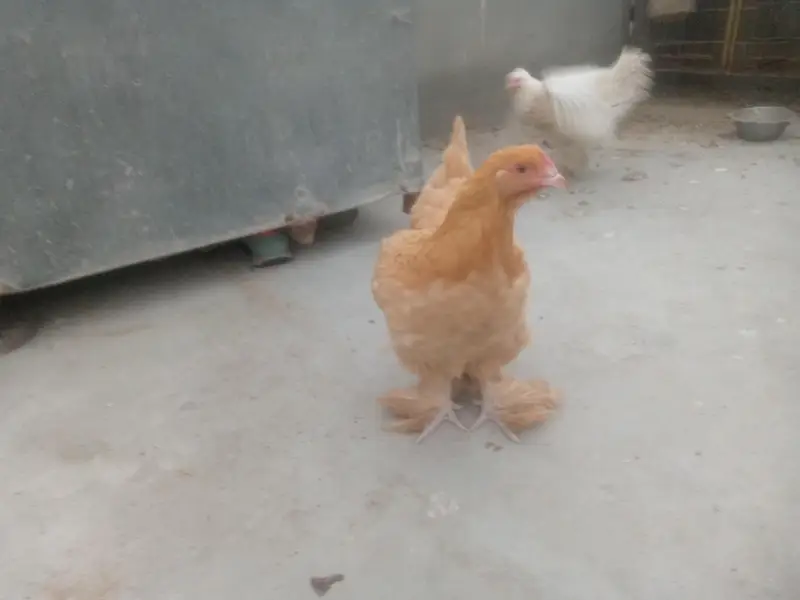 Golden Buff Urgent Sale — photo 4