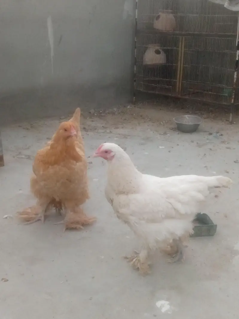 Golden Buff Urgent Sale — photo 5