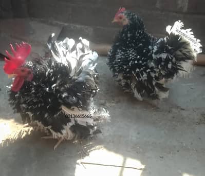 Frizzle Japanese Bantam Pair