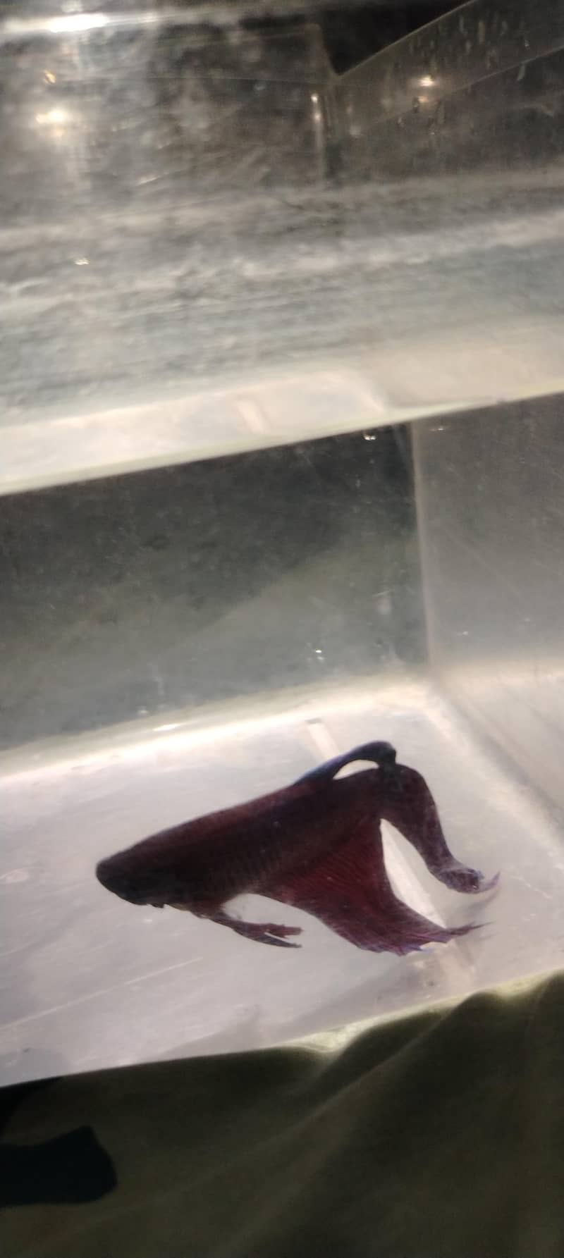 betta fish 2