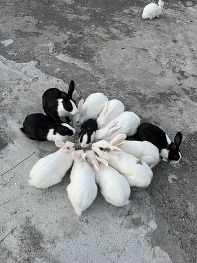 Male and Female Rabbits for sale