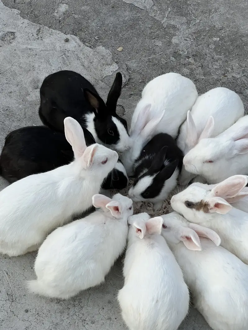 Male and Female Rabbits for sale — photo 2