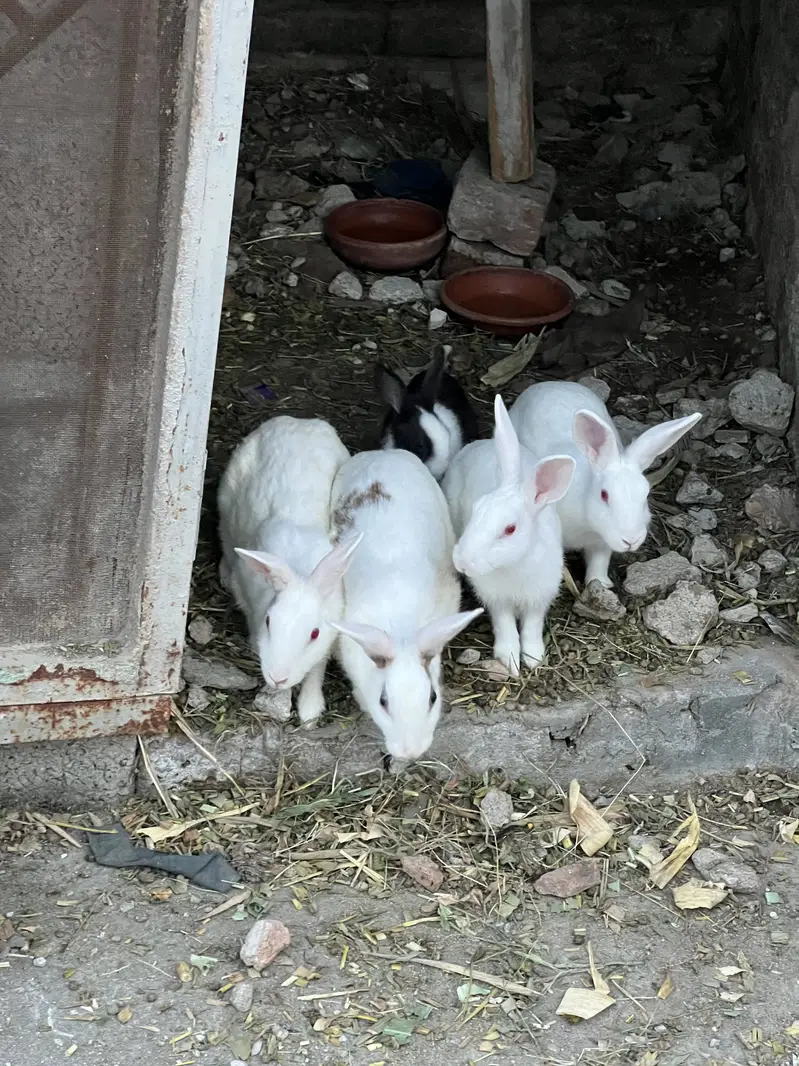 Male and Female Rabbits for sale — photo 3