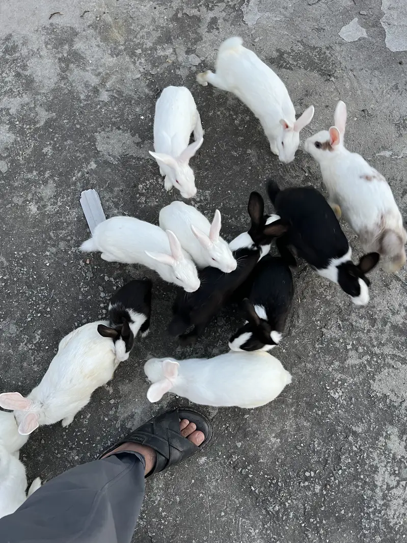Male and Female Rabbits for sale — photo 4