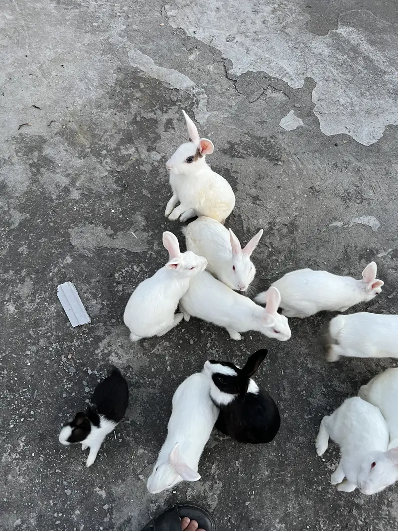 Male and Female Rabbits for sale — photo 5