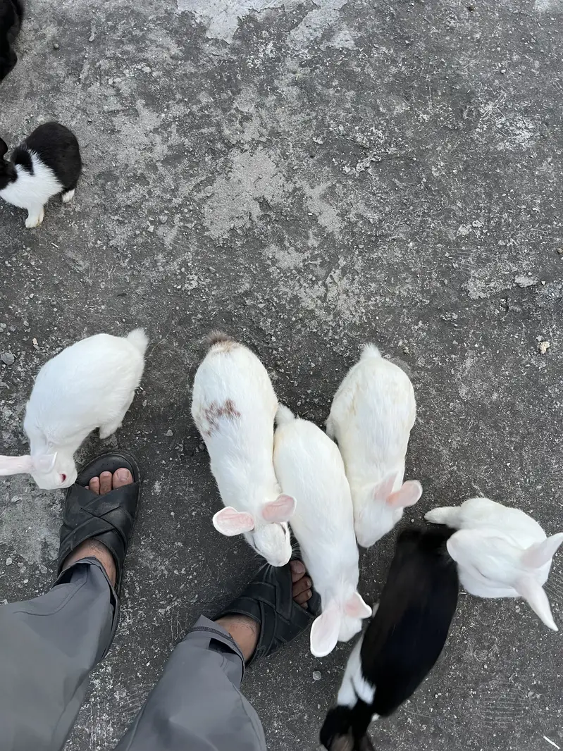 Male and Female Rabbits for sale — photo 6