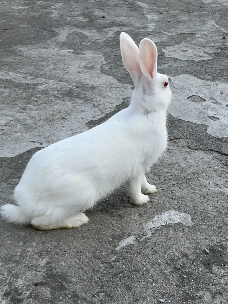 Male and Female Rabbits for sale — photo 7