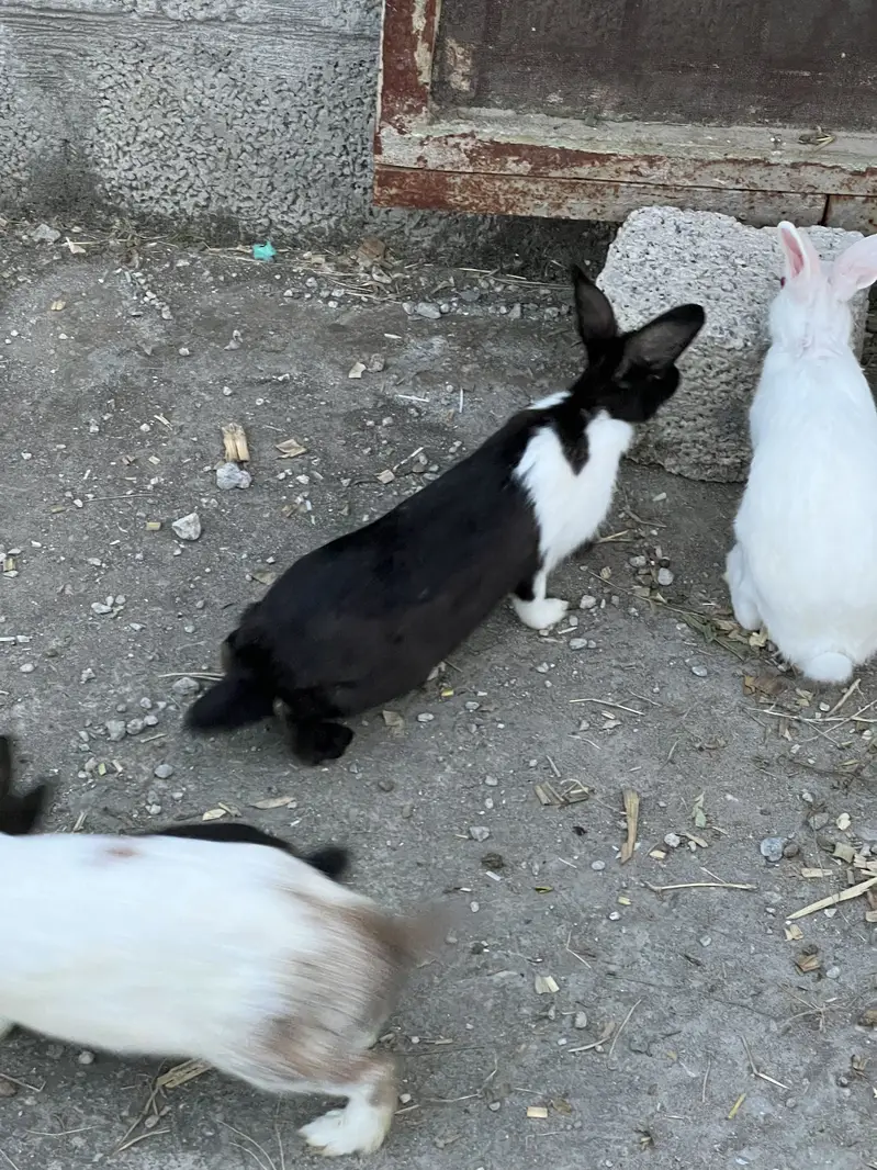 Male and Female Rabbits for sale — photo 8
