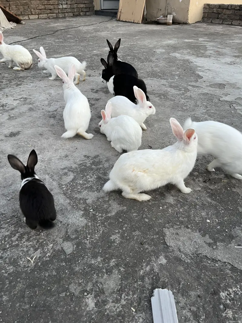 Male and Female Rabbits for sale — photo 9