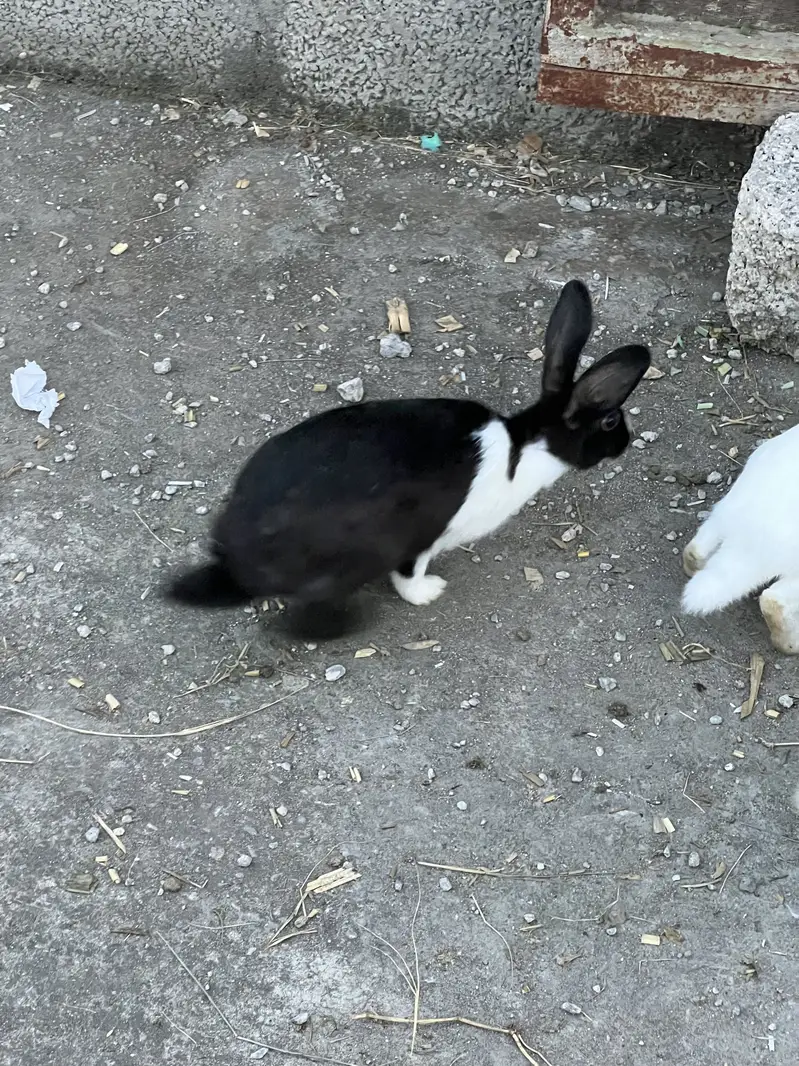 Male and Female Rabbits for sale — photo 10